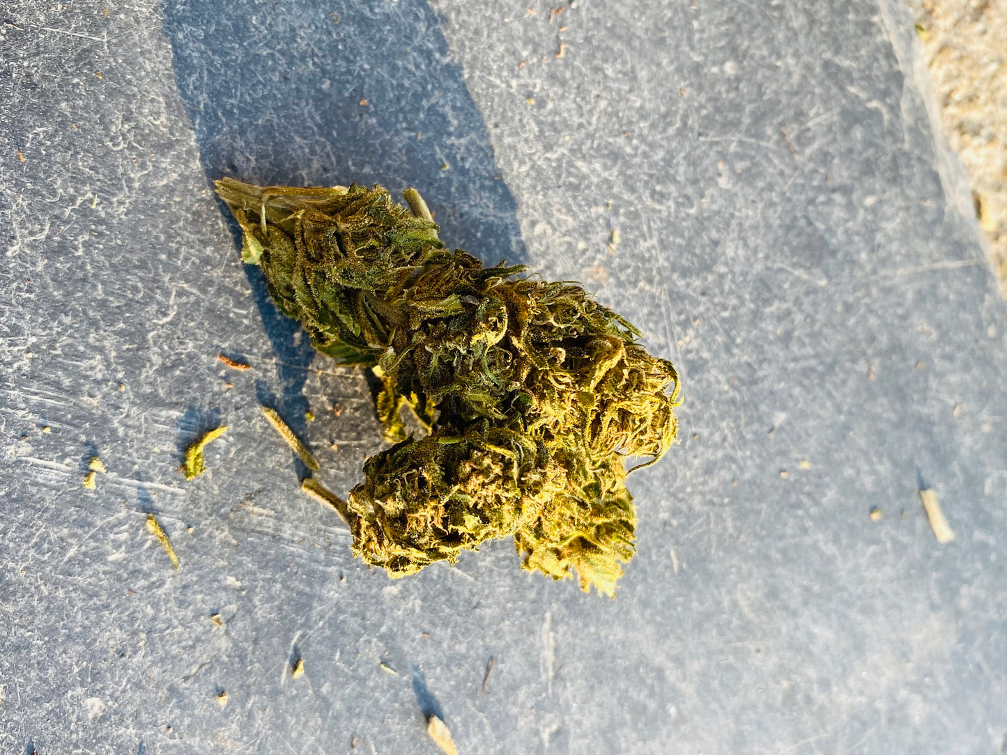 Fleurs de Double Buddha CBD