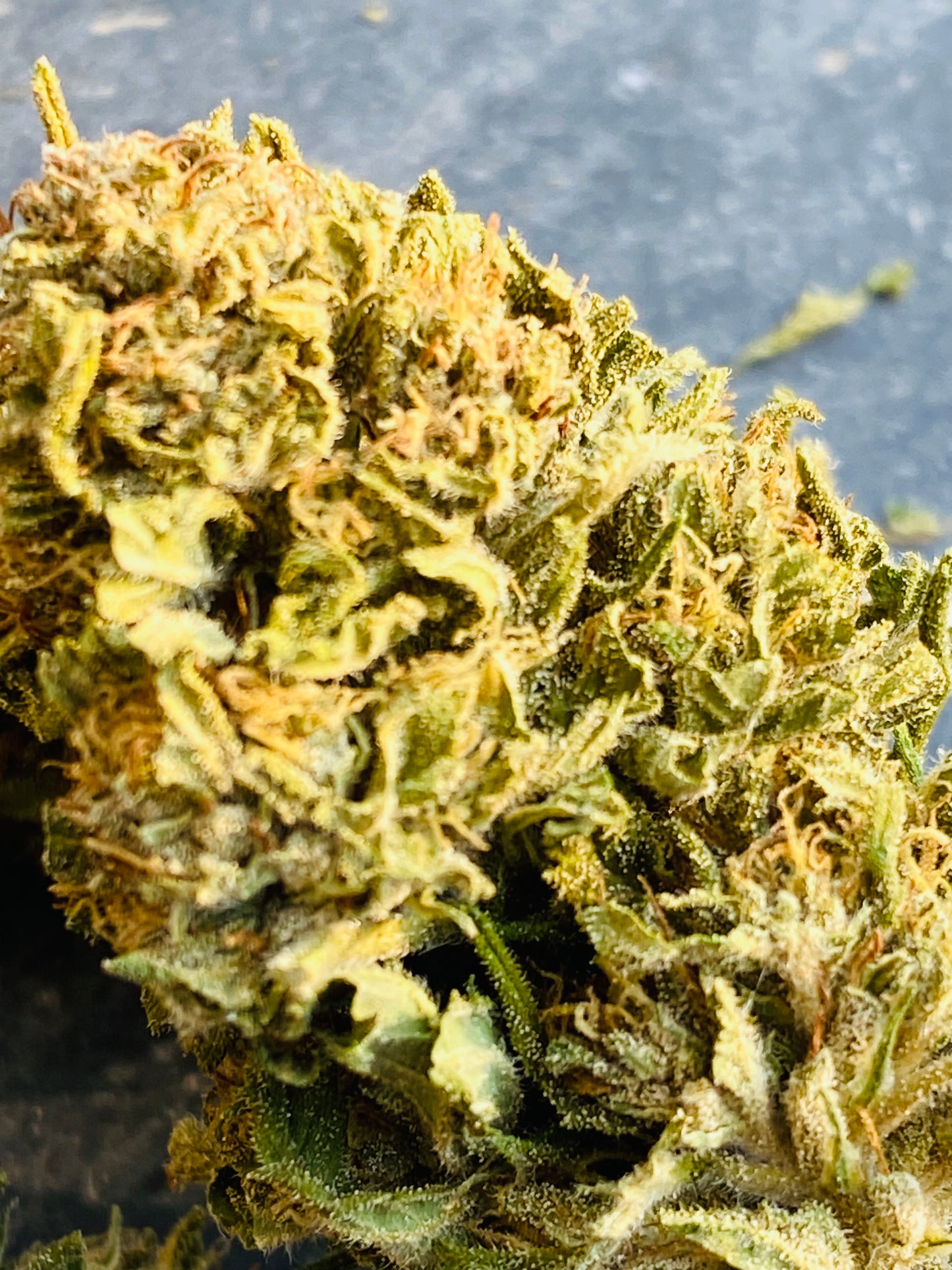 Fleurs de Enectarol CBG
