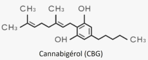 C'est quoi le CBG?