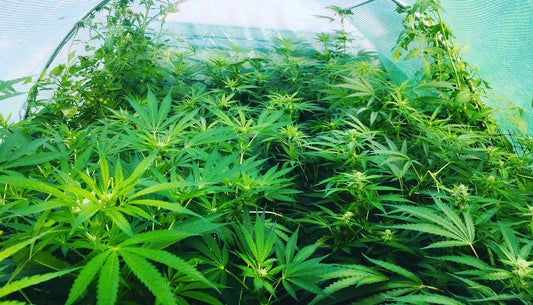 CBD vs THC : quelles différences ?