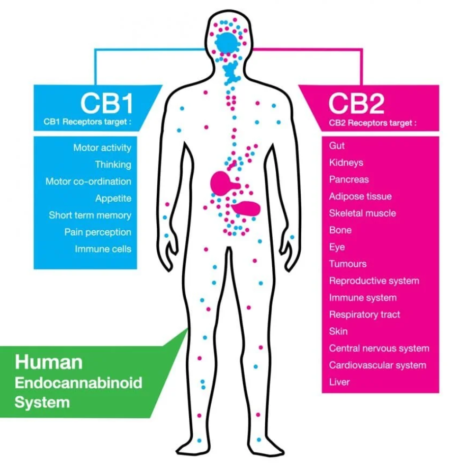 Le système endocannabinoïde