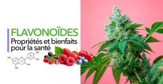 Les flavonoïdes : pigments et composés du chanvre