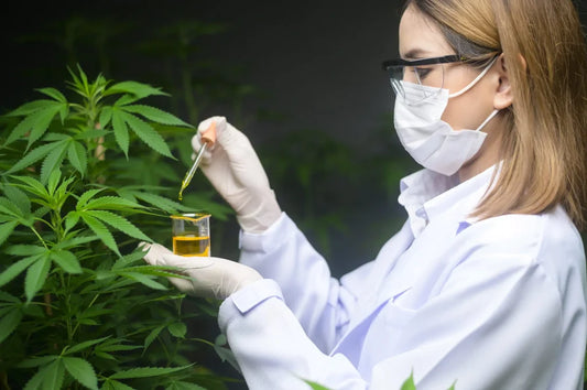 Les cannabinoïdes : guide complet