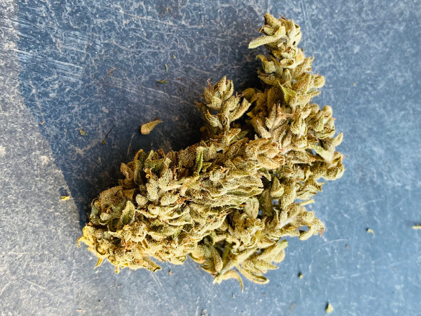 Fleurs de Frozca CBG - L'étoile de chanvre