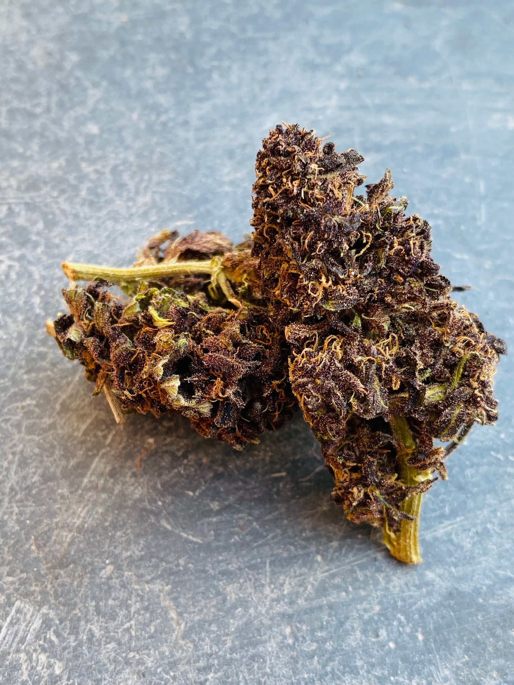 Fleurs de Légendary Platinium CBD - L'étoile de chanvre