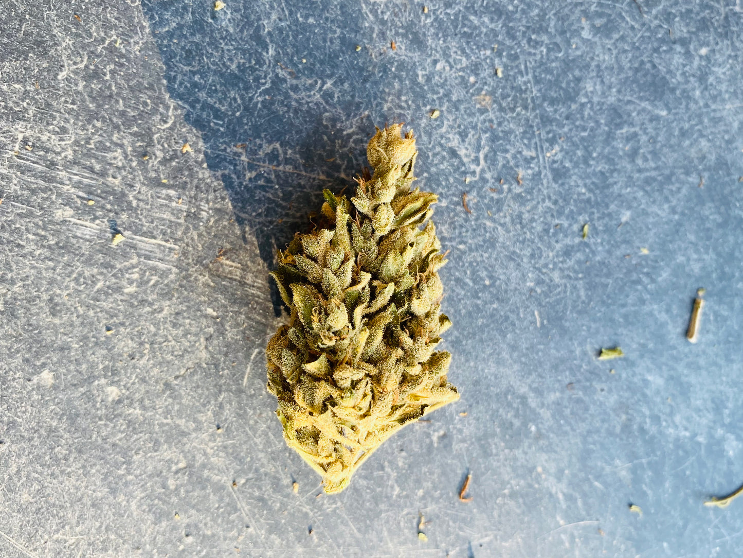 Fleurs de Frozca CBG - L'étoile de chanvre