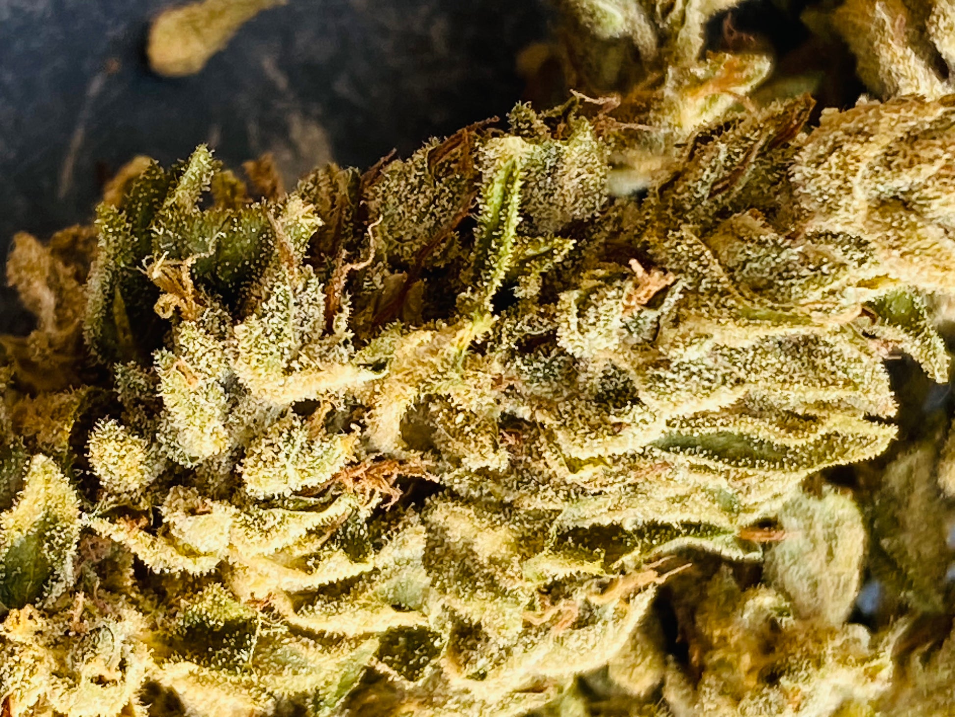 Fleurs de Frozca CBG - L'étoile de chanvre